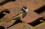 Tree sparrow